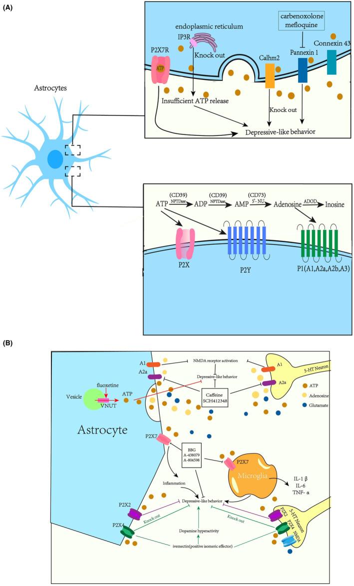 https://cdn.ncbi.nlm.nih.gov/pmc/blobs/241f/10877668/38819c948ba8/CNS-30-e14536-g001.jpg