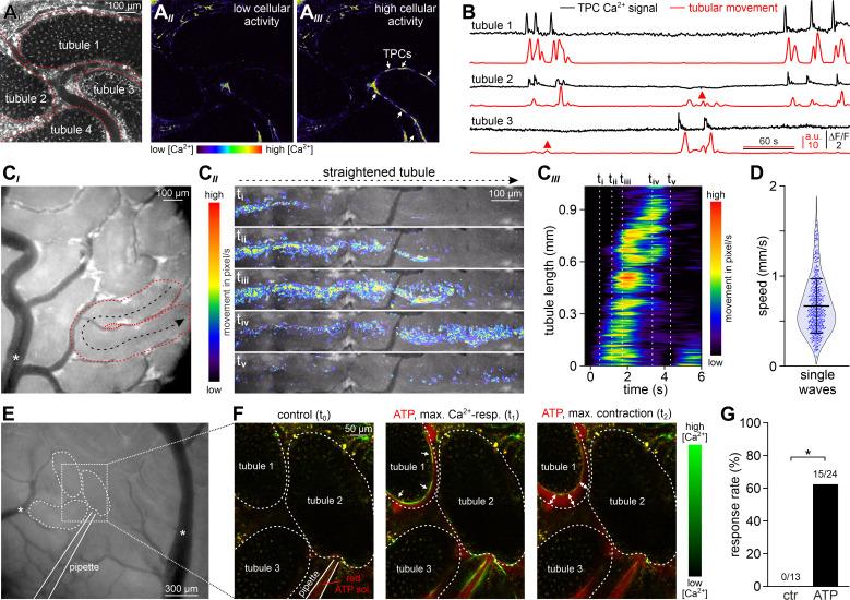 https://cdn.ncbi.nlm.nih.gov/pmc/blobs/2421/7840184/2cd724f3e48f/elife-62885-fig7.jpg