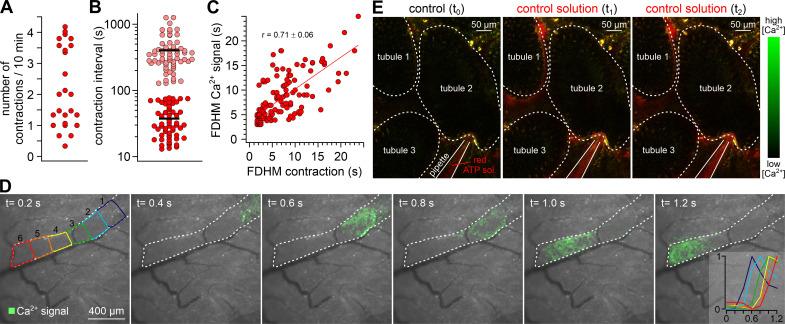 https://cdn.ncbi.nlm.nih.gov/pmc/blobs/2421/7840184/3f0729942dd3/elife-62885-fig7-figsupp2.jpg