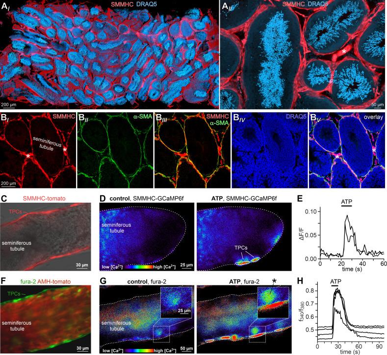 https://cdn.ncbi.nlm.nih.gov/pmc/blobs/2421/7840184/bff495b340c8/elife-62885-fig2.jpg