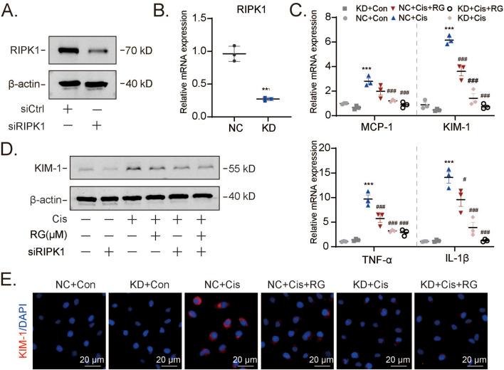 https://cdn.ncbi.nlm.nih.gov/pmc/blobs/2424/12061726/7ec14b7cc59a/fphar-16-1546950-g007.jpg