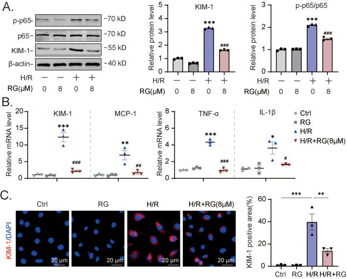 https://cdn.ncbi.nlm.nih.gov/pmc/blobs/2424/12061726/d88717493962/fphar-16-1546950-g003.jpg