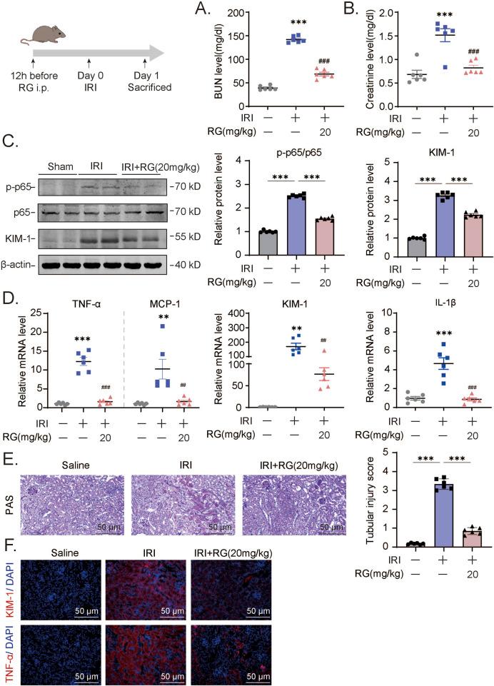 https://cdn.ncbi.nlm.nih.gov/pmc/blobs/2424/12061726/f33af3141f30/fphar-16-1546950-g005.jpg