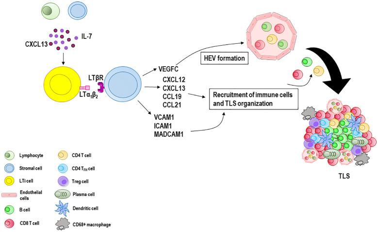 https://cdn.ncbi.nlm.nih.gov/pmc/blobs/2425/10902062/bebea2ecc178/fimmu-15-1367875-g002.jpg