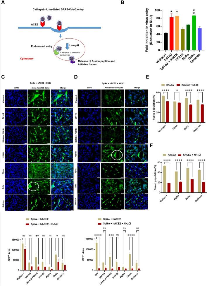 https://cdn.ncbi.nlm.nih.gov/pmc/blobs/2425/9925523/4d53f2be6ce9/430_2022_760_Fig4_HTML.jpg