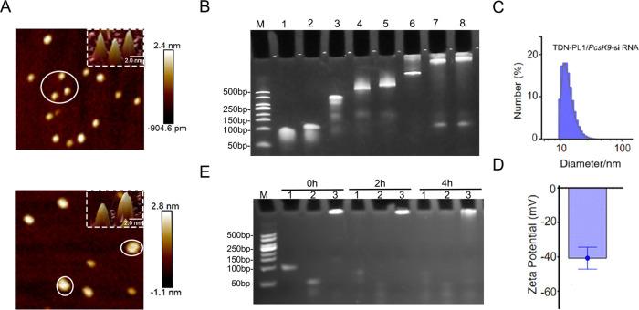 https://cdn.ncbi.nlm.nih.gov/pmc/blobs/2426/9305706/d33a853dc40d/am2c06001_0003.jpg