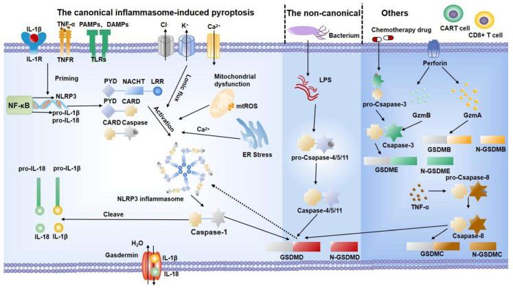 https://cdn.ncbi.nlm.nih.gov/pmc/blobs/2428/9775394/93e24082c2ca/biomolecules-12-01804-g001.jpg