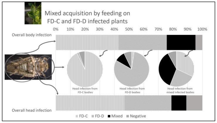 https://cdn.ncbi.nlm.nih.gov/pmc/blobs/2429/10380400/491f63e00834/insects-14-00575-g001.jpg