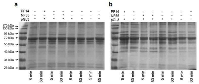https://cdn.ncbi.nlm.nih.gov/pmc/blobs/2432/8308718/17c0555918f3/pharmaceuticals-14-00667-g001.jpg
