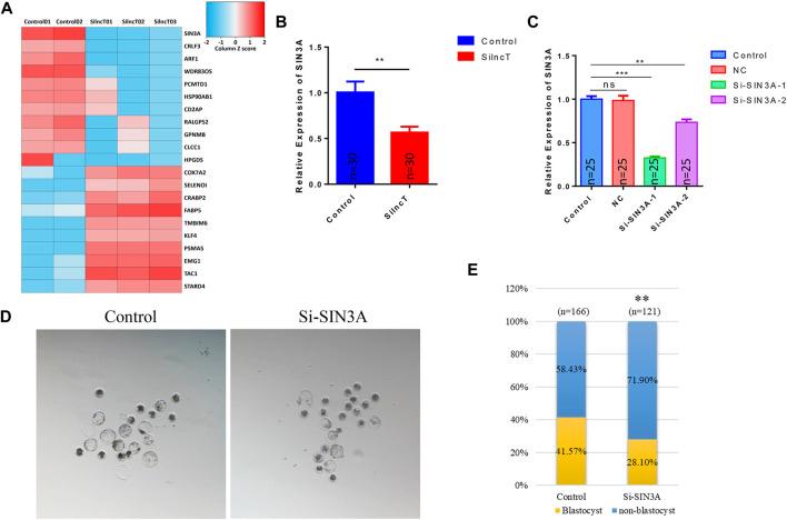 https://cdn.ncbi.nlm.nih.gov/pmc/blobs/2432/9523245/9463e1d31c8e/fphys-13-971965-g006.jpg