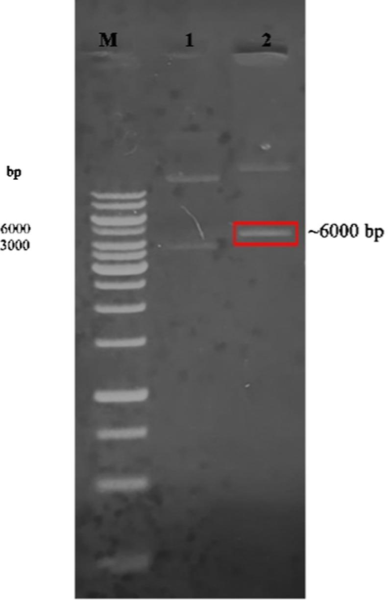 https://cdn.ncbi.nlm.nih.gov/pmc/blobs/2433/12120611/eaf0a0284017/ao4c10345_0009.jpg