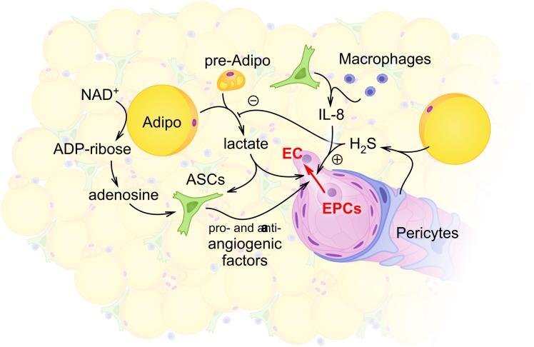 https://cdn.ncbi.nlm.nih.gov/pmc/blobs/2433/6275221/17ce2c9800f1/fphys-09-01656-g001.jpg