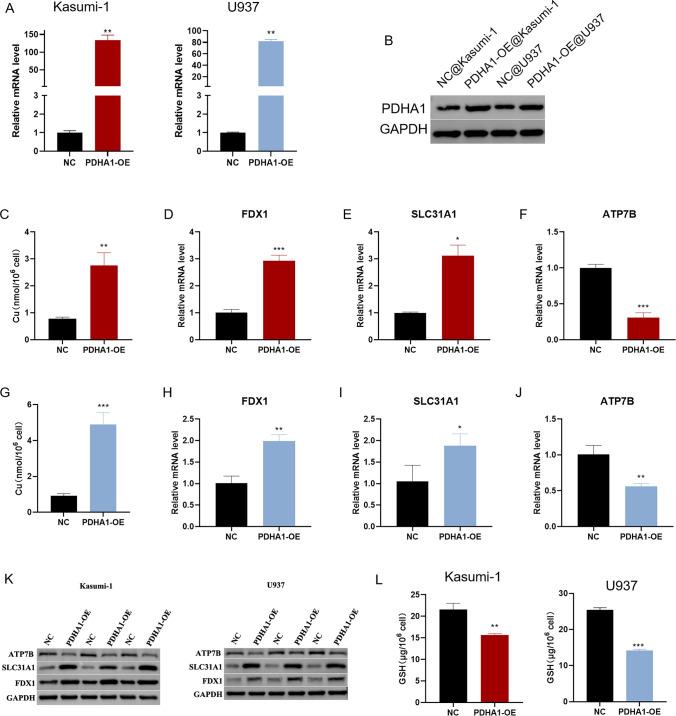 https://cdn.ncbi.nlm.nih.gov/pmc/blobs/2438/12151951/1eb5521371a5/12672_2025_2814_Fig3_HTML.jpg