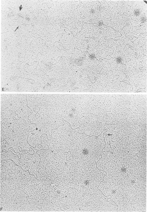 https://cdn.ncbi.nlm.nih.gov/pmc/blobs/2439/256788/f0df471e13ee/jvirol00161-0255-a.jpg