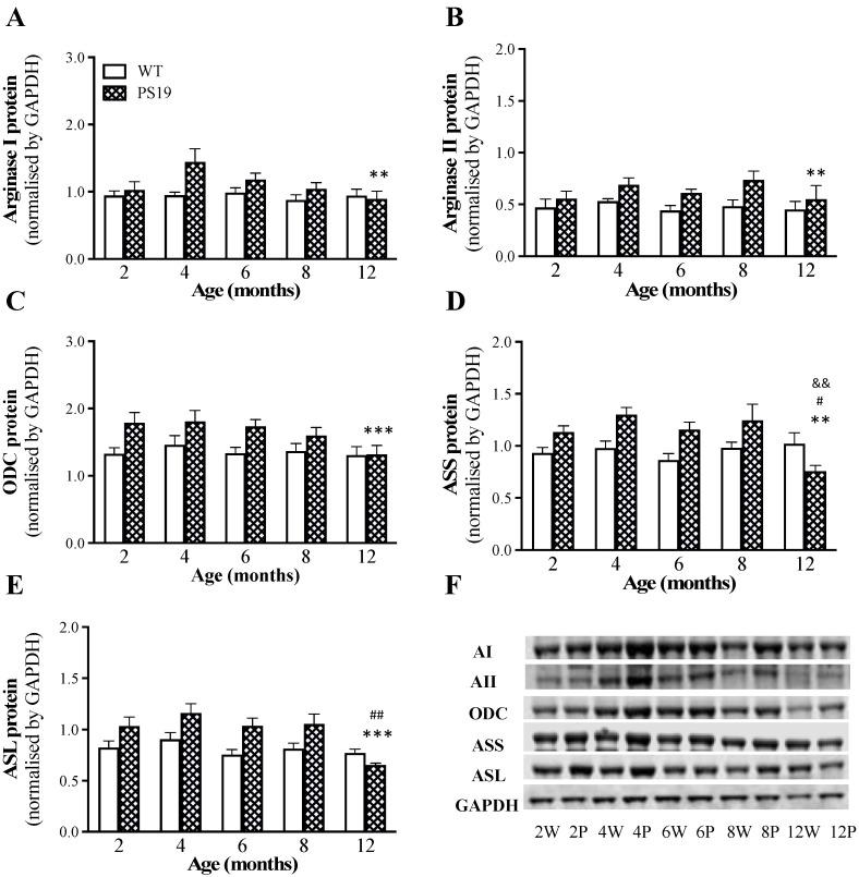https://cdn.ncbi.nlm.nih.gov/pmc/blobs/2439/9181759/e658850deaa7/ijms-23-06039-g006.jpg