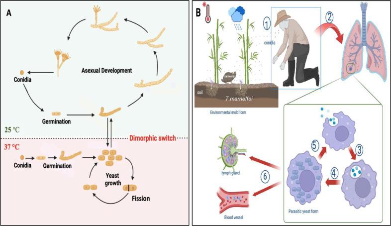 https://cdn.ncbi.nlm.nih.gov/pmc/blobs/243a/12141349/32b28de7779e/fcimb-15-1591429-g003.jpg