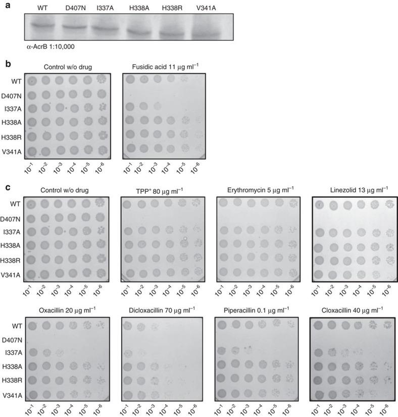 https://cdn.ncbi.nlm.nih.gov/pmc/blobs/243b/5171871/0b8784882d0b/ncomms13819-f4.jpg