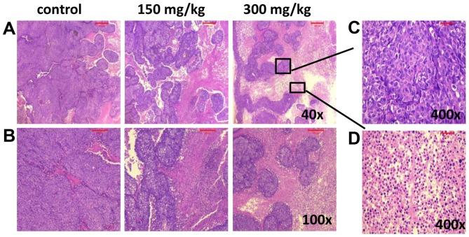 https://cdn.ncbi.nlm.nih.gov/pmc/blobs/2440/5403400/87cb21e15f90/IJO-50-05-1541-g06.jpg