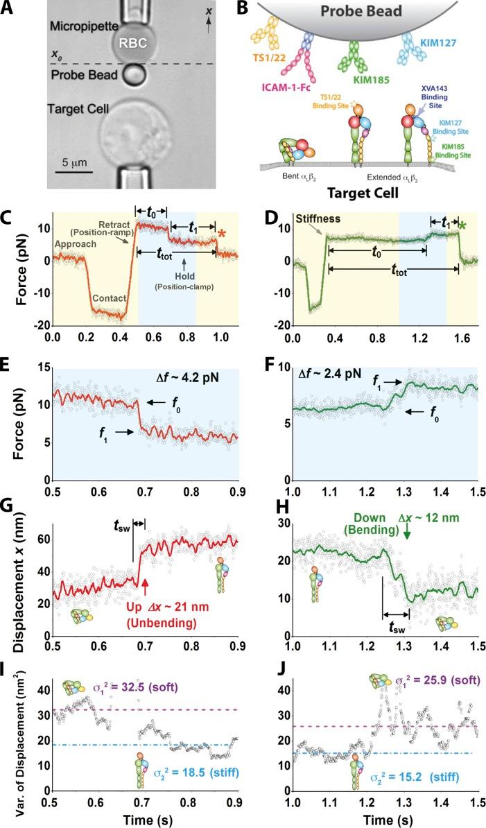 https://cdn.ncbi.nlm.nih.gov/pmc/blobs/2441/3483124/44dabecc3fd6/JCB_201201091_Fig1.jpg
