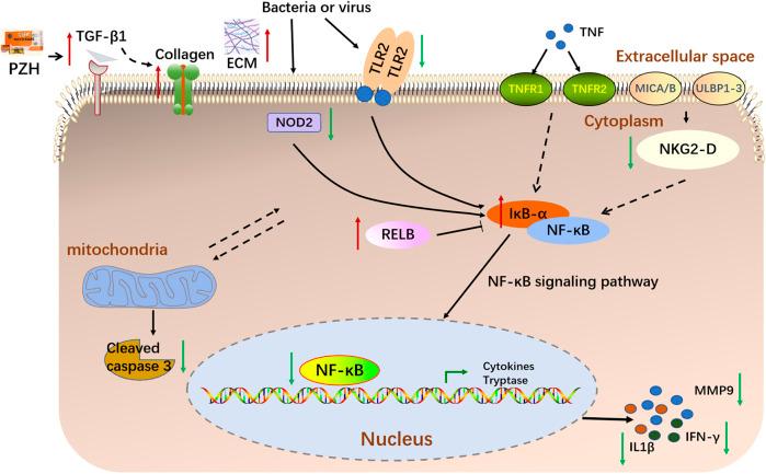 https://cdn.ncbi.nlm.nih.gov/pmc/blobs/2442/10826880/131680d2def6/fphar-14-1288406-g008.jpg