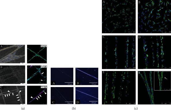 https://cdn.ncbi.nlm.nih.gov/pmc/blobs/2445/8712125/841dbdd67187/SCI2021-7141550.004.jpg