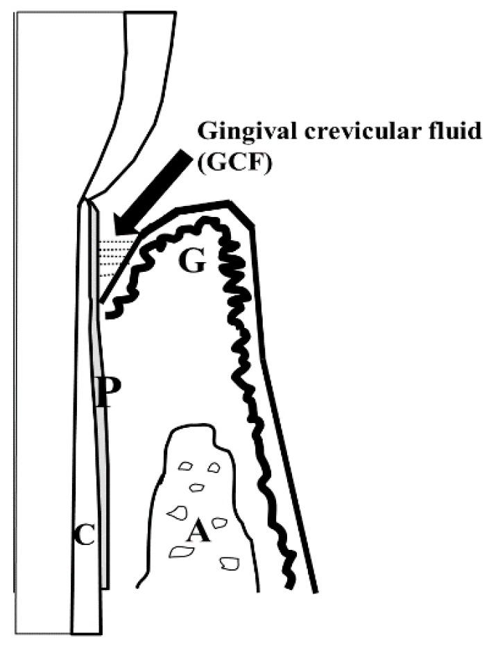 https://cdn.ncbi.nlm.nih.gov/pmc/blobs/2449/6337088/ade5b2a5cf3b/ijms-20-00086-g001.jpg