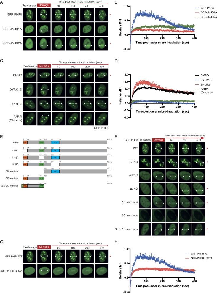 https://cdn.ncbi.nlm.nih.gov/pmc/blobs/244b/11417394/b7662e211edc/gkae661fig2.jpg