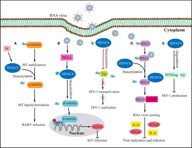 https://cdn.ncbi.nlm.nih.gov/pmc/blobs/244f/10450946/a44dfed57026/fimmu-14-1216548-g003.jpg
