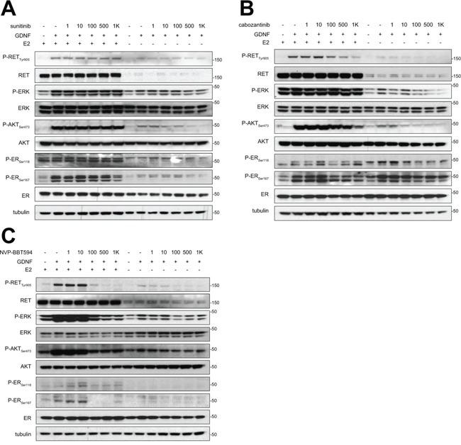 https://cdn.ncbi.nlm.nih.gov/pmc/blobs/244f/5348339/b176bddcf47d/oncotarget-07-80543-g001.jpg