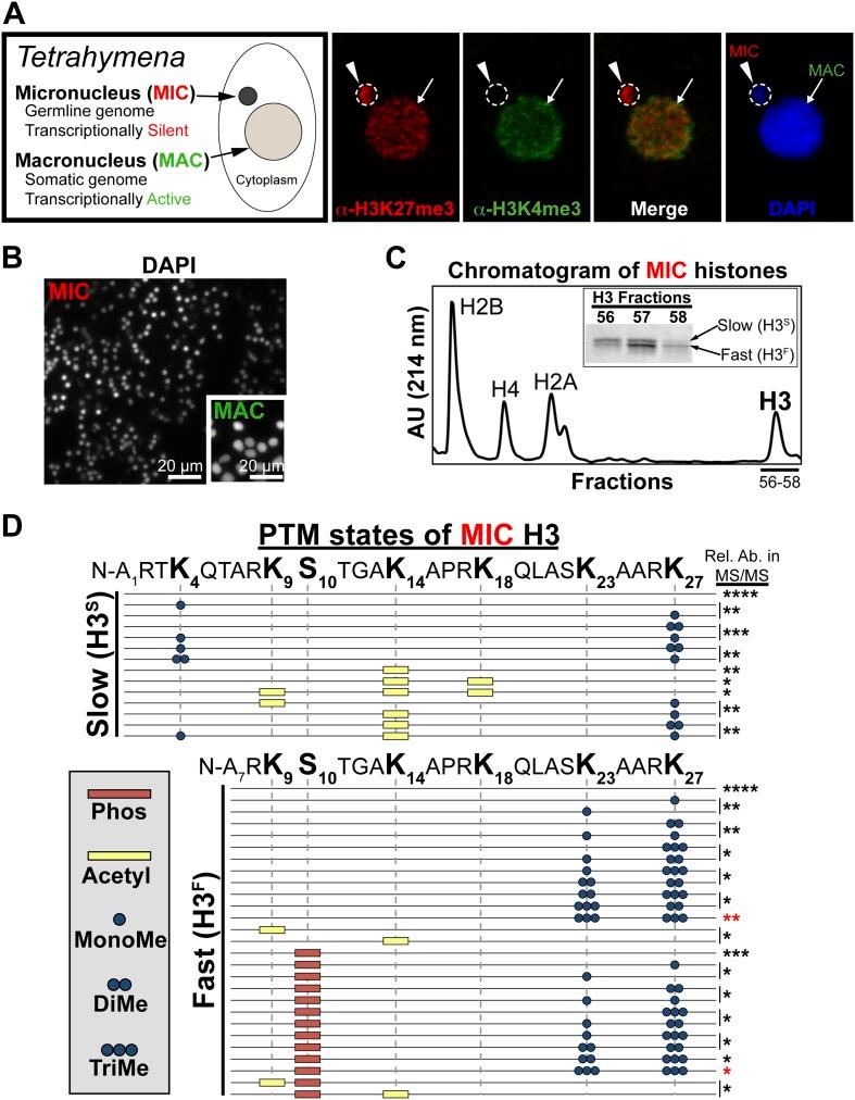 https://cdn.ncbi.nlm.nih.gov/pmc/blobs/2454/4141274/7131e16997d0/elife02996f001.jpg