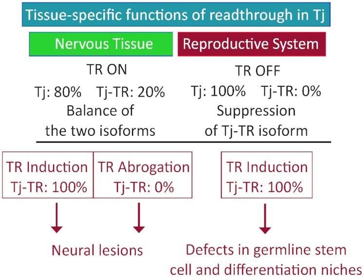 https://cdn.ncbi.nlm.nih.gov/pmc/blobs/2454/9226519/4f1bd021e86d/gkab1189fig8.jpg