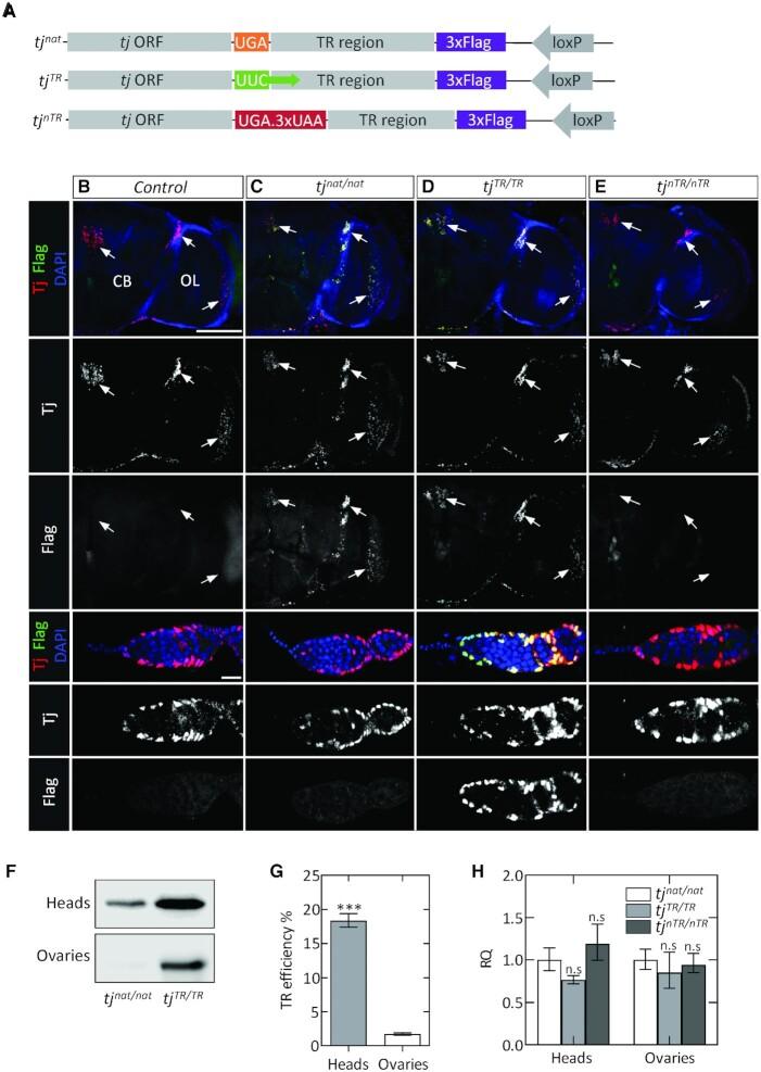 https://cdn.ncbi.nlm.nih.gov/pmc/blobs/2454/9226519/c597dd929e6c/gkab1189fig2.jpg