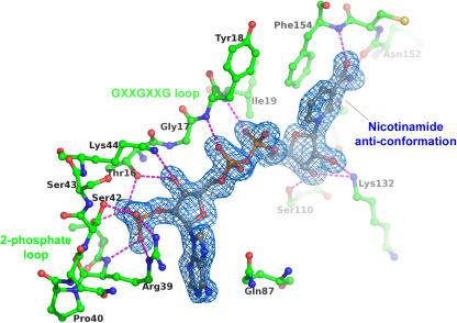 https://cdn.ncbi.nlm.nih.gov/pmc/blobs/2455/1991597/5992c64ff441/pone.0000993.g003.jpg