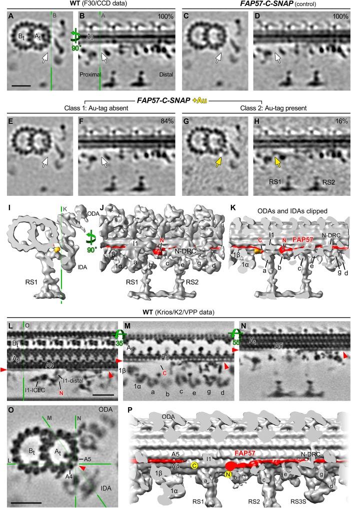 https://cdn.ncbi.nlm.nih.gov/pmc/blobs/2455/6761771/60e348c88353/mbc-30-2659-g009.jpg
