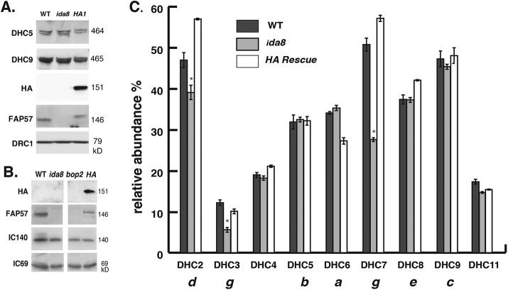 https://cdn.ncbi.nlm.nih.gov/pmc/blobs/2455/6761771/90cb936c1c0d/mbc-30-2659-g005.jpg