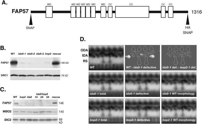 https://cdn.ncbi.nlm.nih.gov/pmc/blobs/2455/6761771/e436c60dd5ae/mbc-30-2659-g002.jpg