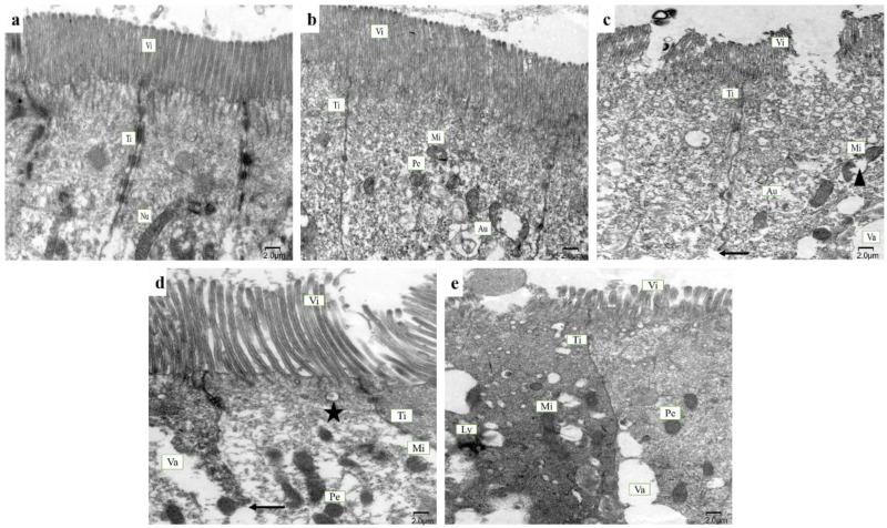 https://cdn.ncbi.nlm.nih.gov/pmc/blobs/2457/9570327/048a24550502/ijms-23-11198-g002.jpg