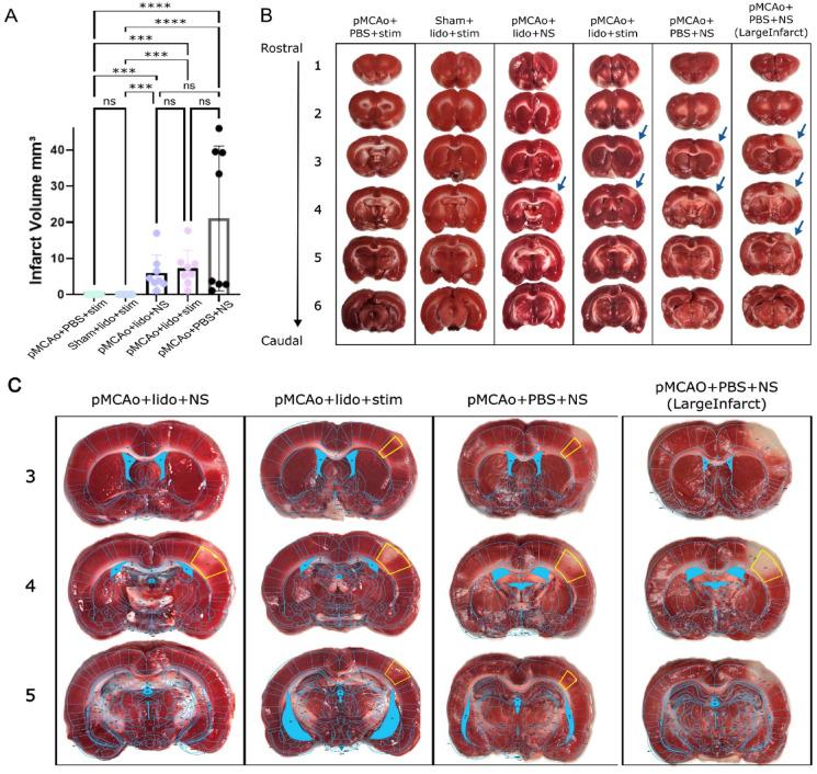 https://cdn.ncbi.nlm.nih.gov/pmc/blobs/245a/12217715/637e48bd79aa/41598_2025_5620_Fig5_HTML.jpg