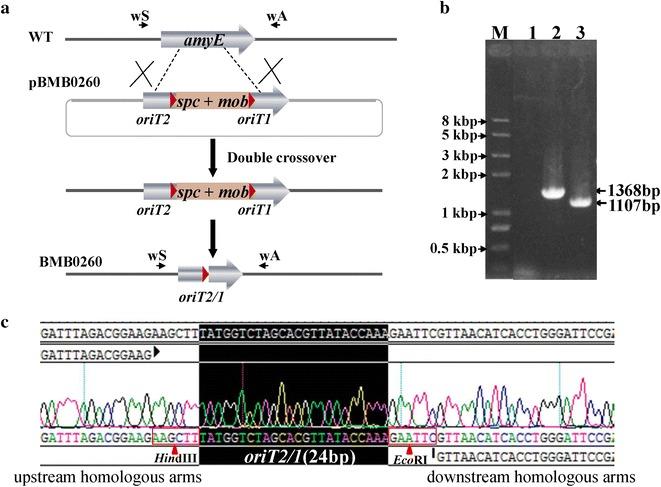 https://cdn.ncbi.nlm.nih.gov/pmc/blobs/245a/4902927/dd939a2eadef/12934_2016_492_Fig5_HTML.jpg