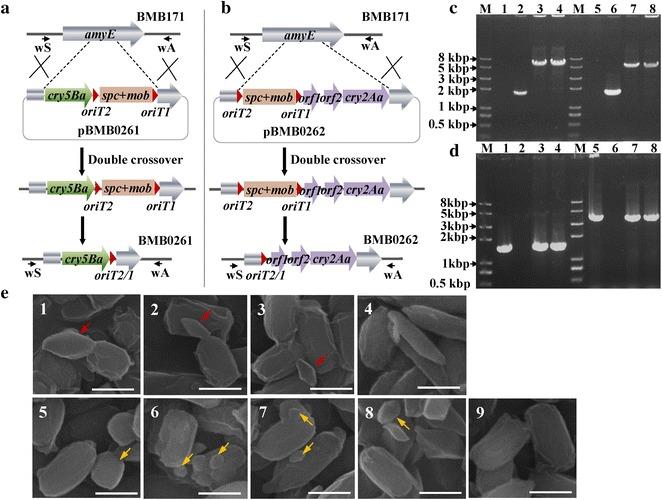https://cdn.ncbi.nlm.nih.gov/pmc/blobs/245a/4902927/fdd86b2a3a3c/12934_2016_492_Fig6_HTML.jpg