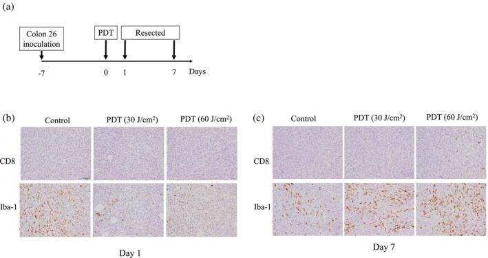 https://cdn.ncbi.nlm.nih.gov/pmc/blobs/245c/11194119/f2faab15de5e/TCA-15-1429-g001.jpg