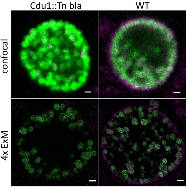 https://cdn.ncbi.nlm.nih.gov/pmc/blobs/2460/6695470/f5b5ab976fd7/fcimb-09-00276-g0003.jpg