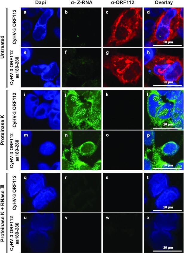 https://cdn.ncbi.nlm.nih.gov/pmc/blobs/2462/9881149/2df91bb5c2e2/gkac761fig5.jpg