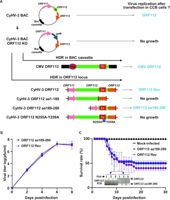 https://cdn.ncbi.nlm.nih.gov/pmc/blobs/2462/9881149/70be243c4766/gkac761fig2.jpg