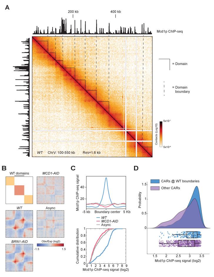 https://cdn.ncbi.nlm.nih.gov/pmc/blobs/2463/7655110/7e47c2cc0009/elife-59889-fig7.jpg