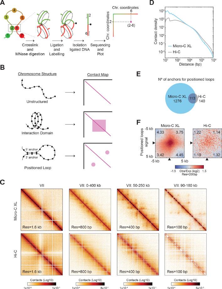 https://cdn.ncbi.nlm.nih.gov/pmc/blobs/2463/7655110/ab8f7d3bf938/elife-59889-fig1.jpg