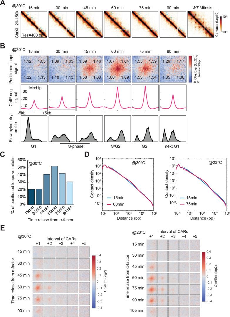 https://cdn.ncbi.nlm.nih.gov/pmc/blobs/2463/7655110/c5f8fd2fbece/elife-59889-fig5-figsupp1.jpg