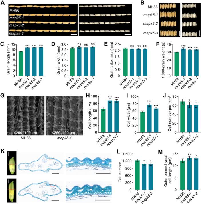 https://cdn.ncbi.nlm.nih.gov/pmc/blobs/2469/11622537/73f999e2cb51/JIPB-66-2648-g003.jpg