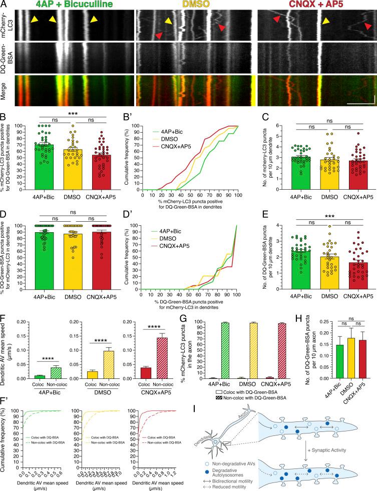 https://cdn.ncbi.nlm.nih.gov/pmc/blobs/246b/8020715/06bde5686b84/JCB_202002084_Fig10.jpg