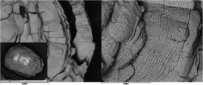 https://cdn.ncbi.nlm.nih.gov/pmc/blobs/2471/12176897/26d384c8fedb/froh-06-1610977-g003.jpg